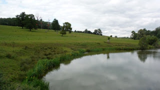 Ghost+Tree+Compton+Verney-Warwickshire+Open+studios+Ghost+Tree