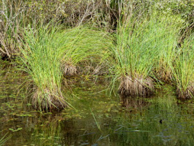 hummocks of grass in wetland