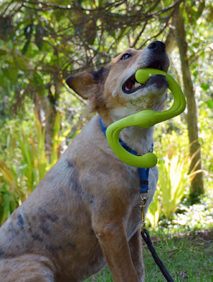Brisbane holds the Bumi dog toy