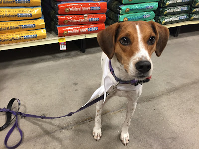 PetSmart sells Natural Balance Limited Ingredient Diet dog food.