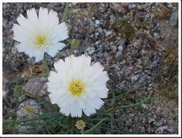 Desert In Bloom