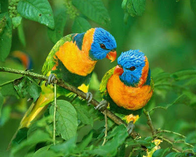 PARROT HD WALLPAPER FREE DOWNLOAD 58