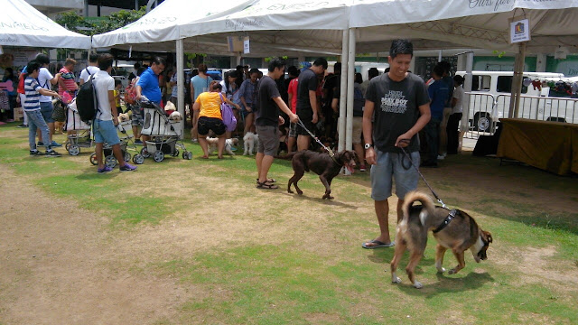 doggie fun fair activities