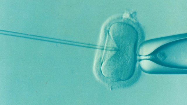 Reemplazar el núcleo de un óvulo donado por el núcleo de una célula de la piel significa que incluso parejas masculinas del mismo sexo podrían tener un hijo con el ADN de ambos miembros de la pareja.