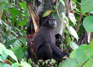 Pig tailed langur