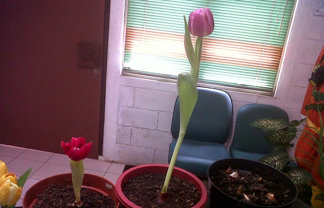 Cara Menanam Bunga Tulip di Indonesia [Pengalaman Pribadi ...