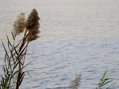 Photo Blogger clicked Common Reed