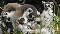 Lemurs' Park - Lemurs Park Near Antananarivo