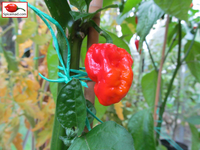 Trinidad Moruga Scorpion - 26th August 2018