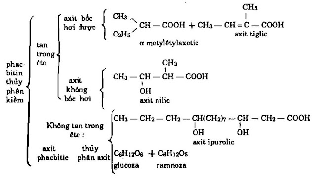 TP hóa học Khiên Ngưu - Ipomoea hederacea - Nguyên liệu làm thuốc Nhuận Tràng và Tẩy