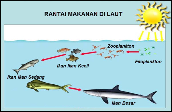  Gambar  Makhluk Hidup Lingkungannya Rantai  Makanan  Laut  