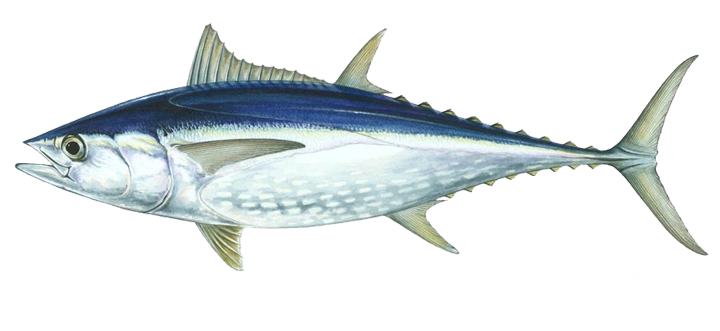 Penting Gambar Ikan Tuna