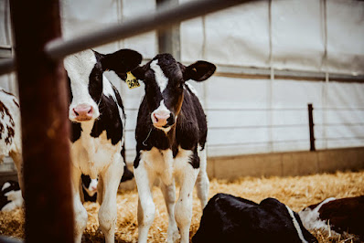 Kuehnert Dairy Farm