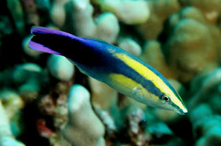 Cleaner Wrasse pic