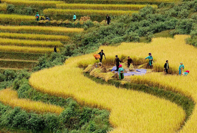 Vào tháng 9 - cuối  tháng 10 là thời điểm đẹp nhất để du khách đến du lịch và khám phá phong cảnh thiên nhiên và nét đẹp văn hóa độc đáo của bà con dân tộc thiểu số sinh sống trên địa bàn huyện Mù Cang Chải.