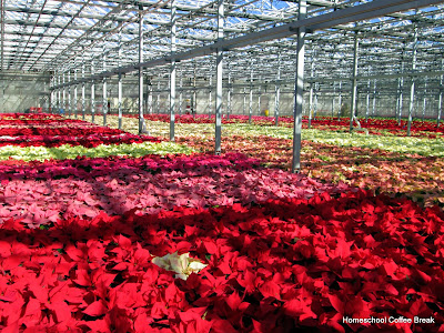 From the High School Lesson Book - A Poinsettia PhotoJournal (Greenhouse Field Trip) on Homeschool Coffee Break @ kympossibleblog.blogspot.com #homeschool #fieldtrip 