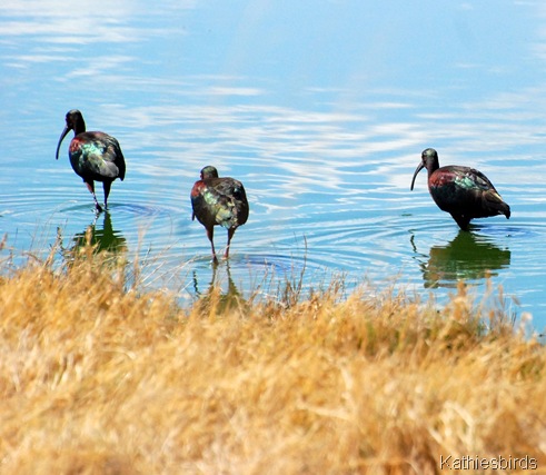 10. ibises-kab