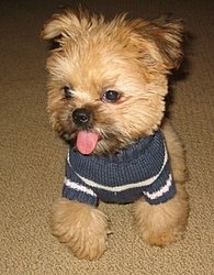 Shorkie Puppies and Information the Dog World needs!