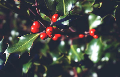 Christmas holly plant symbolize Jesus