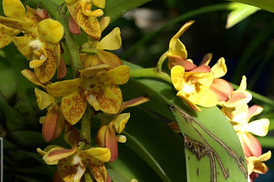 Vandopsis gigantea care and culture