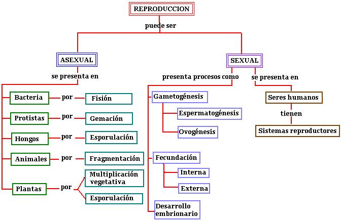 Resultado de imagen de que es la reproducción esquema