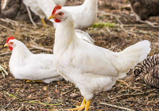 Ternak Ayam Modal 1 Juta Rupiah