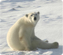 This regal bear is threatend by global warming