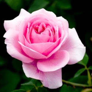 Gambar Bunga Mawar Yang Cantik Mempesona 200162_Pink Roses