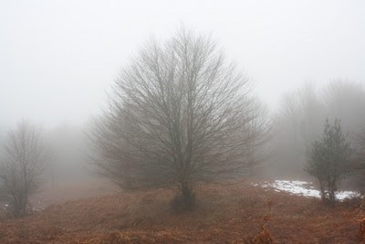 Desnuda haya surge de entre la niebla