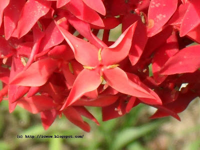 Jungle geranium - Ixora Coccinea