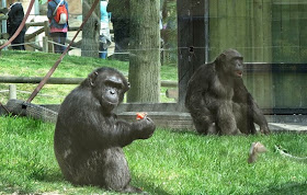 Crece la familia de chimpancés de Zoo de Madrid con la llegada de tres ejemplares