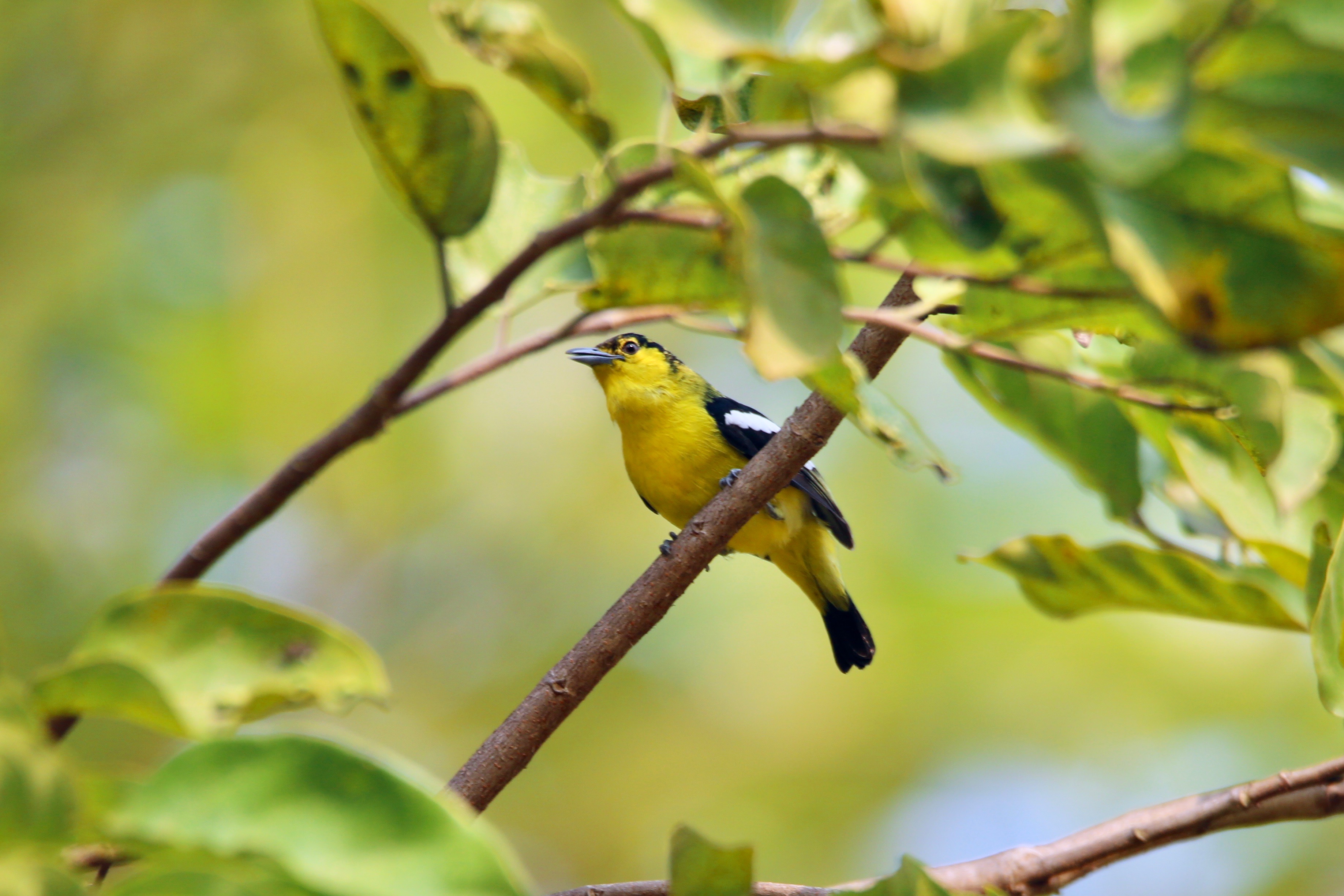 Common Iora, Birds of Karnataka, India