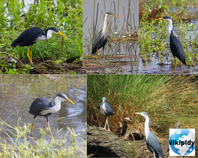 How Many Species Of Storks? The part four, The Little Bittern, The Great-billed Heron, The Javan pond heron, The White-necked heron, The Pied Heron, The Western Reef Heron, The Indian Pond Heron, The Black-headed Heron, The Black Bittern, and The White-faced Heron