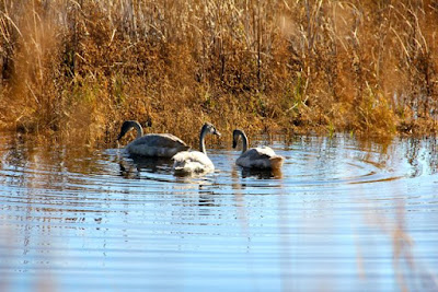 three cygnets at Crex Meadows