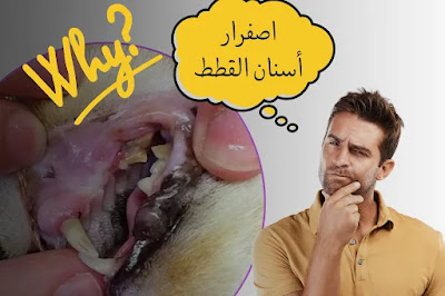 أسباب اصفرار أسنان القطط