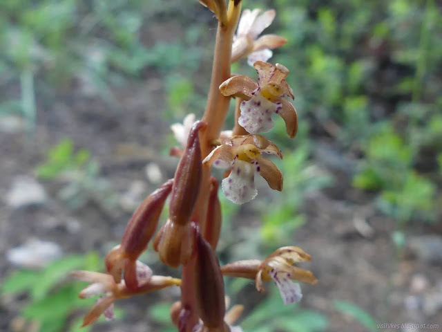 spotted corralroot, Corrallorhiza maculata