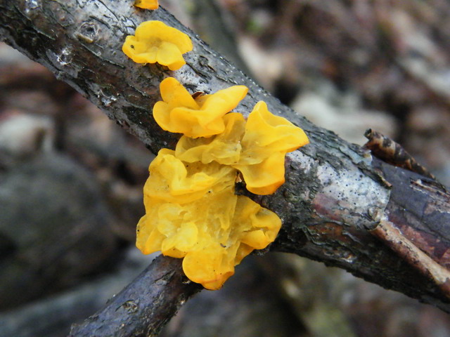 Tremella mesenterica