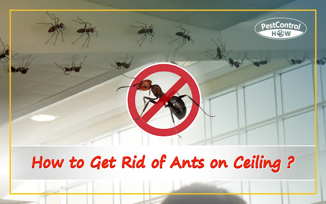 how-to-get-rid-of-ants-on-ceiling