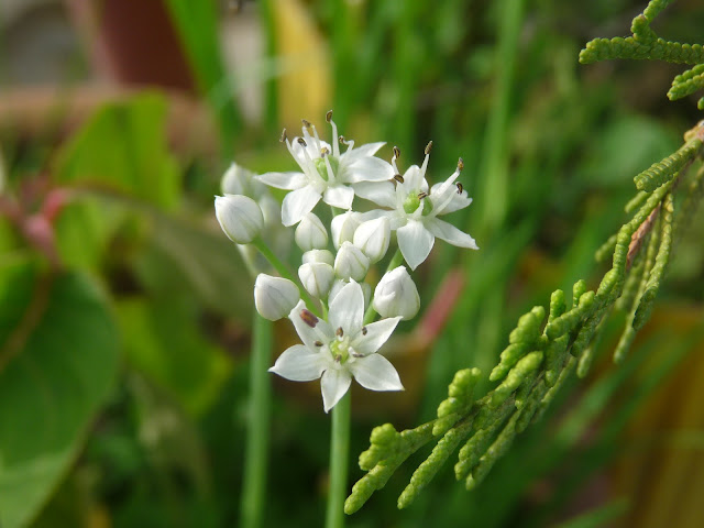 macro photo shot of white flower