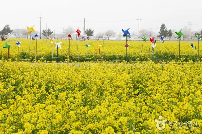 한강최대 꽃단지 40만㎡ 구리한강시민공원, ‘2019 구리 유채꽃축제’ 개최