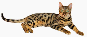 Raça Bengal