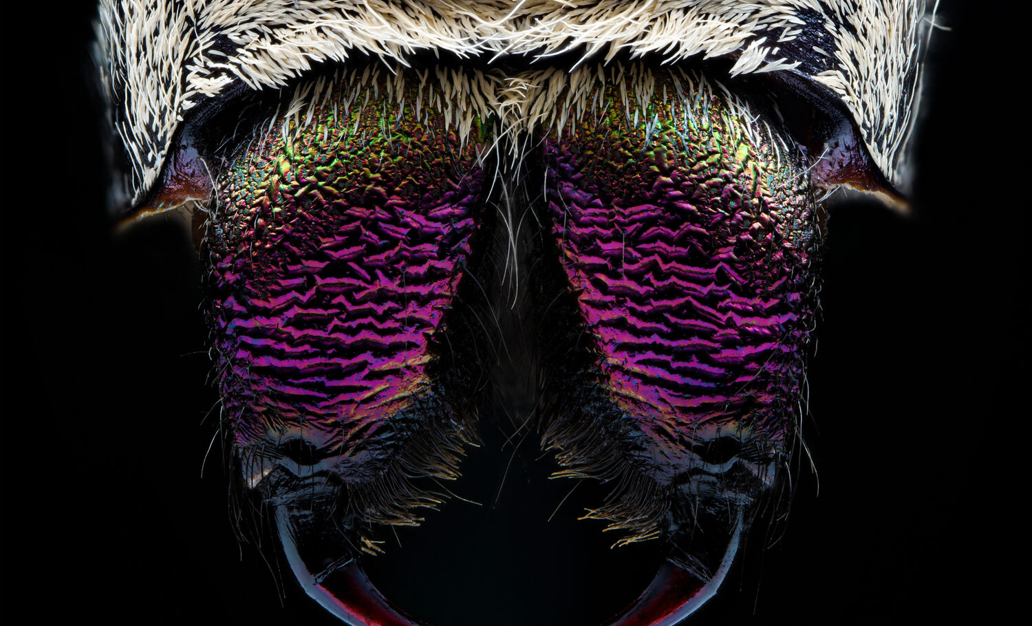 Голова насекомого