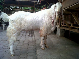 ternak kambing