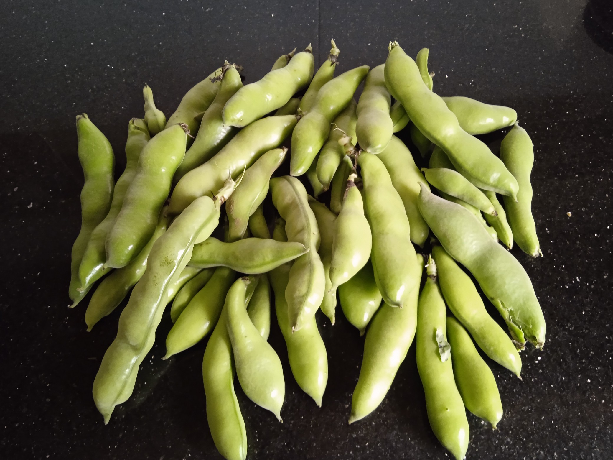 Broad beans will be ready for picking about 3-4 months after sowing. When the beans begin to show through the pods, then it is time to pick them.