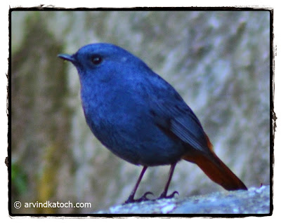 Plumbeous Water Redstart, Redstart, Male