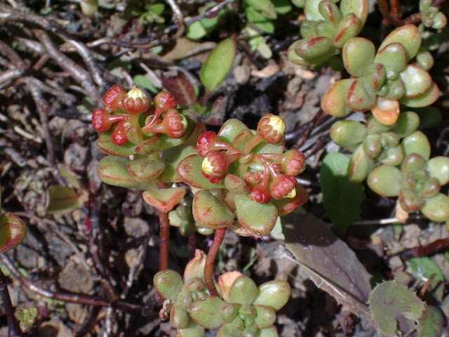 Aeonium sedifolium 02