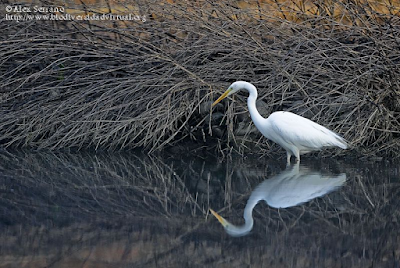 http://www.biodiversidadvirtual.org/aves/Egretta-alba-img30403.html