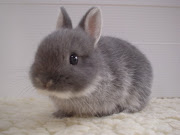 20 Cute bunny pictures (cute bunny )