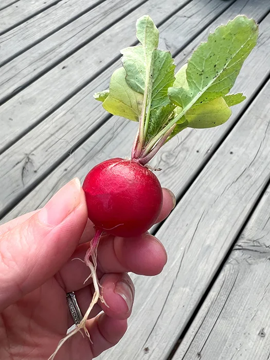 first radish of the season