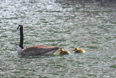 Kanadeeske Goes - Grote Canadese Gans - Branta canadensis